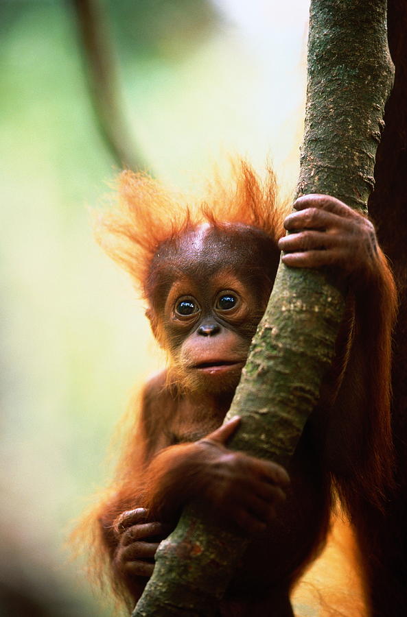 Young Orang-utan Pongo Pygmaeus Photograph by Manoj Shah