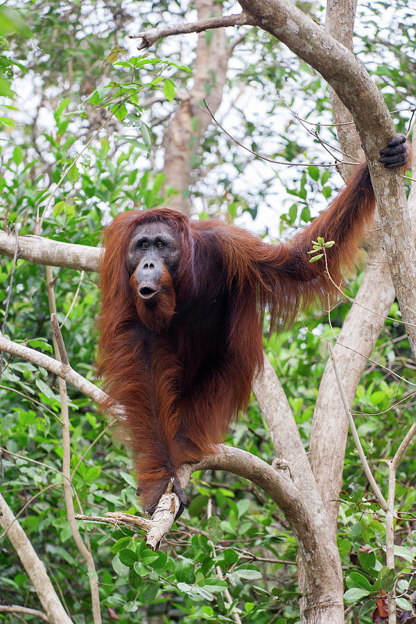 Young Orangutan Calling Photograph by Suzi Eszterhas