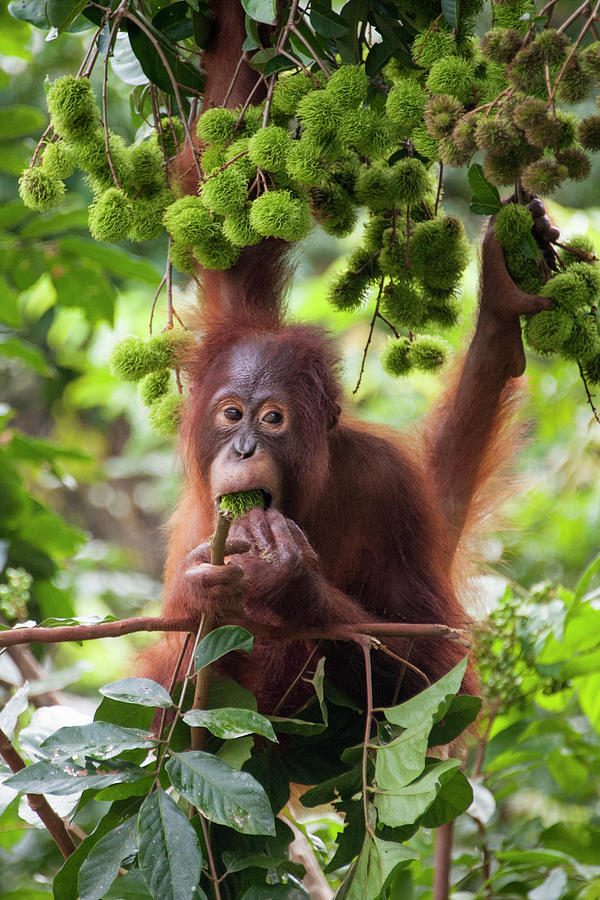 Young Orangutan Eating Fruit Photograph by Suzi Eszterhas