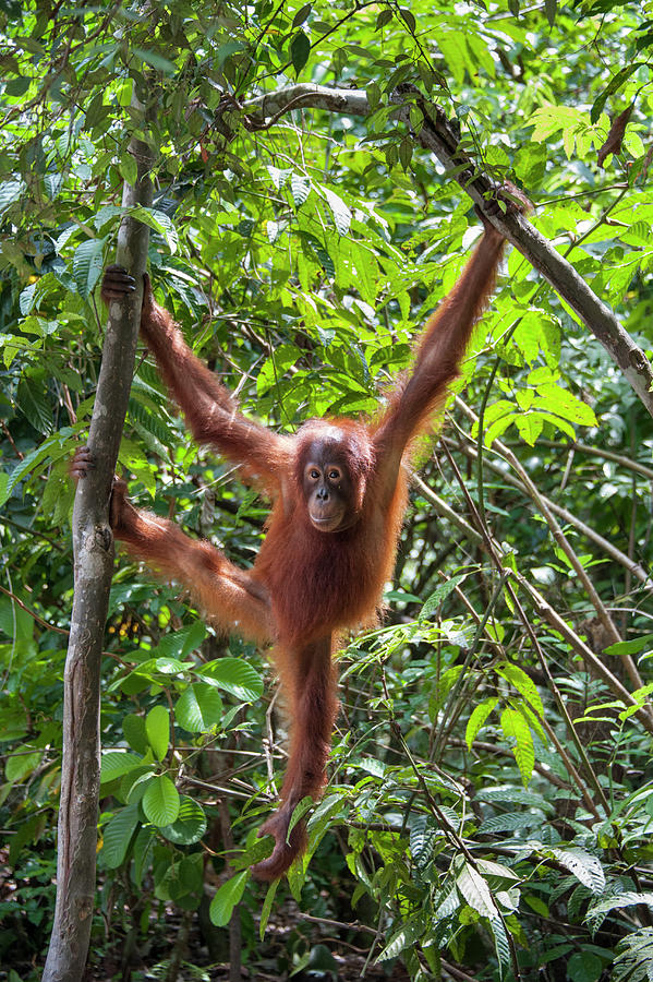 Young Orangutan Hanging Around Photograph by Suzi Eszterhas