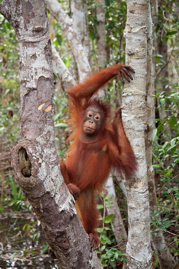 Young Orangutan In Tree Photograph by Suzi Eszterhas