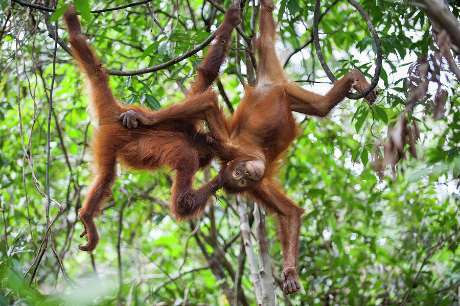 Young Orangutans Monkey Around Photograph by Suzi Eszterhas