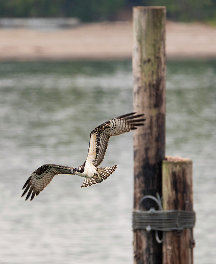 young osprey