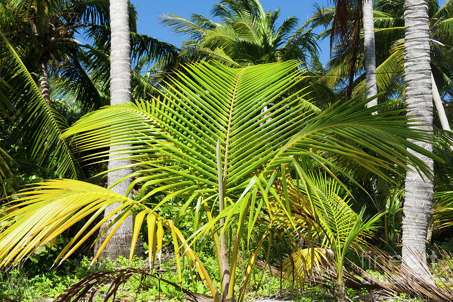 Young Palm by Randall Saltys Young Palm by Randall Saltys