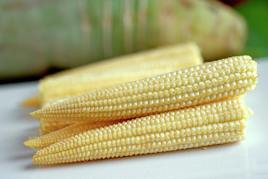 Young, Peeled Corn Cobs Photograph by Baumgrtner, Dr. Martin