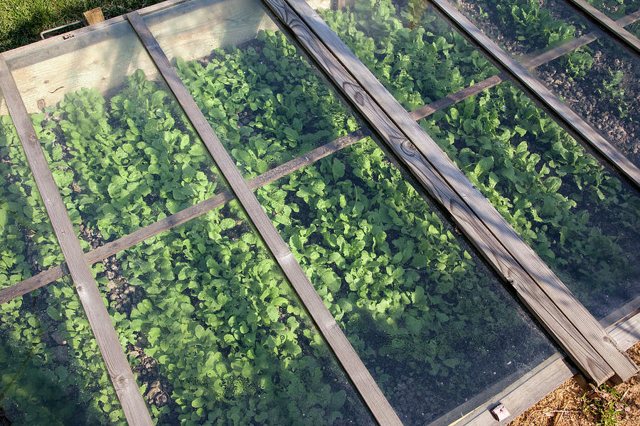 Young Plants In Cold Frame Photograph by Noun Fine Art America