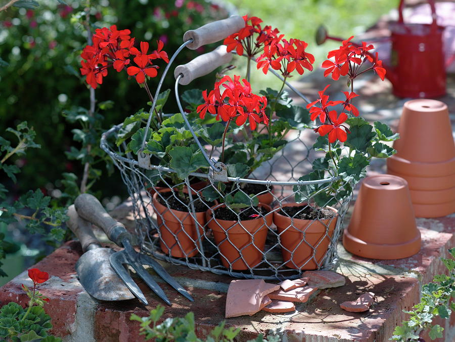 Young Plants Of Pelargonium Zonal In Clay Pots Photograph by Friedrich Strauss