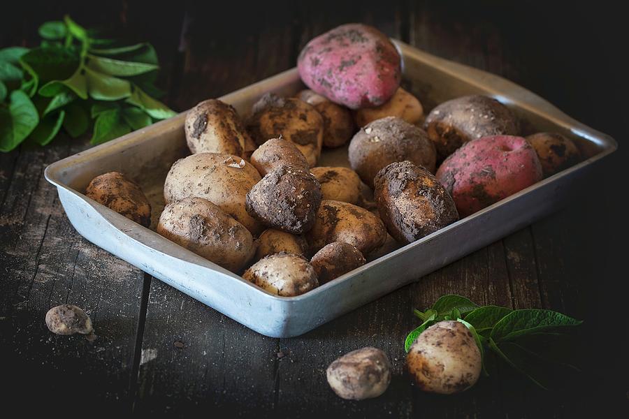Young Potatoes Covered In Soil In An Aluminium Roasting Tin Photograph by Natasha Breen