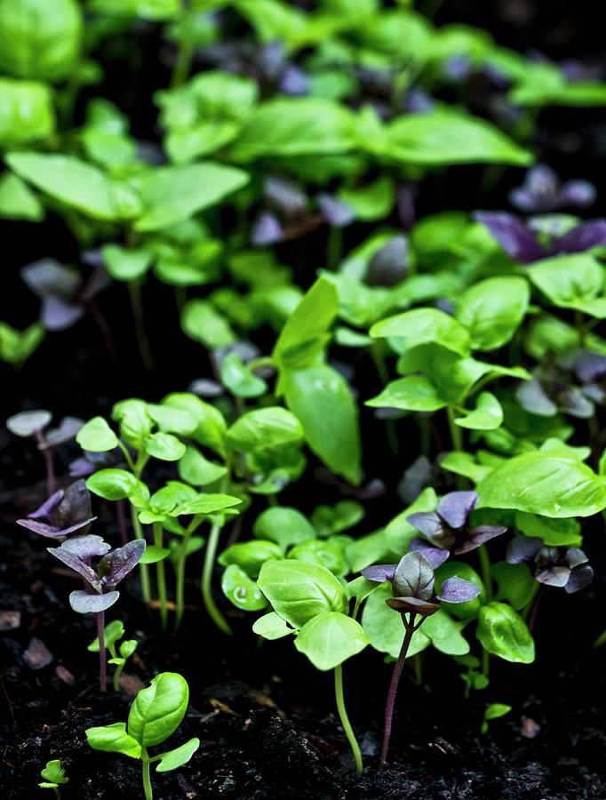 Young Purple And Green Basil Photograph by Dorota Indycka