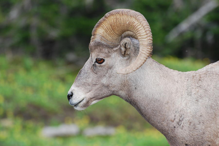 Young Ram Photograph By Stephen Adgate - Fine Art America