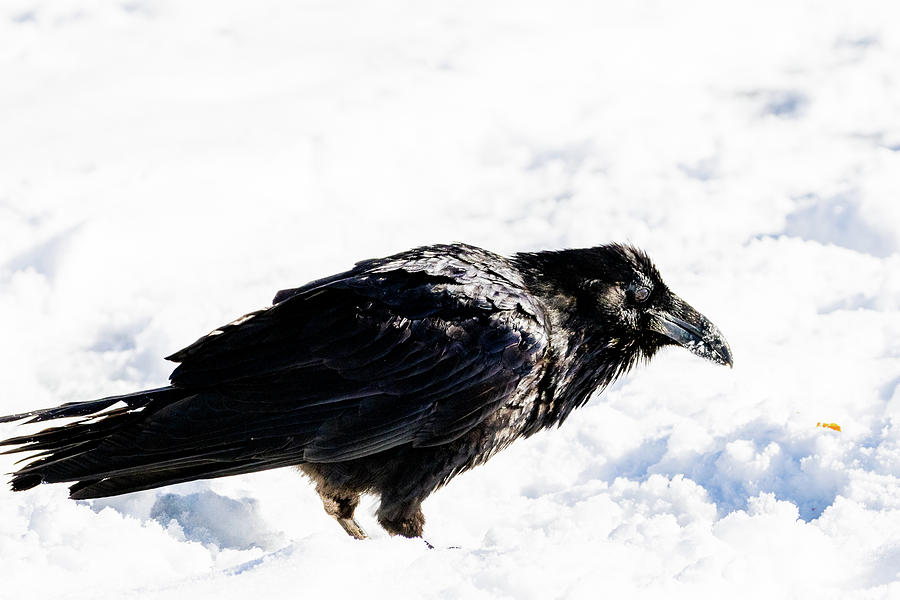 In snow raven RAVEN in