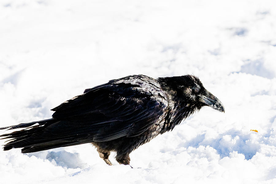 Raven in snow