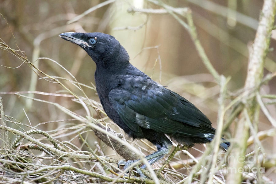 Young Raven  Photograph by Jeannette Hunt