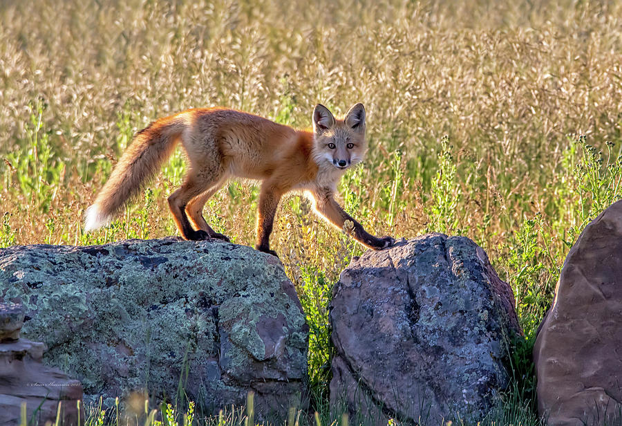 Young Red Fox Photograph
