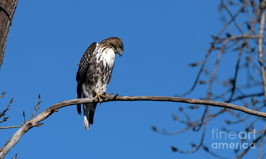 Young Red Tailed Hawk.  Photograph by Sam Rino