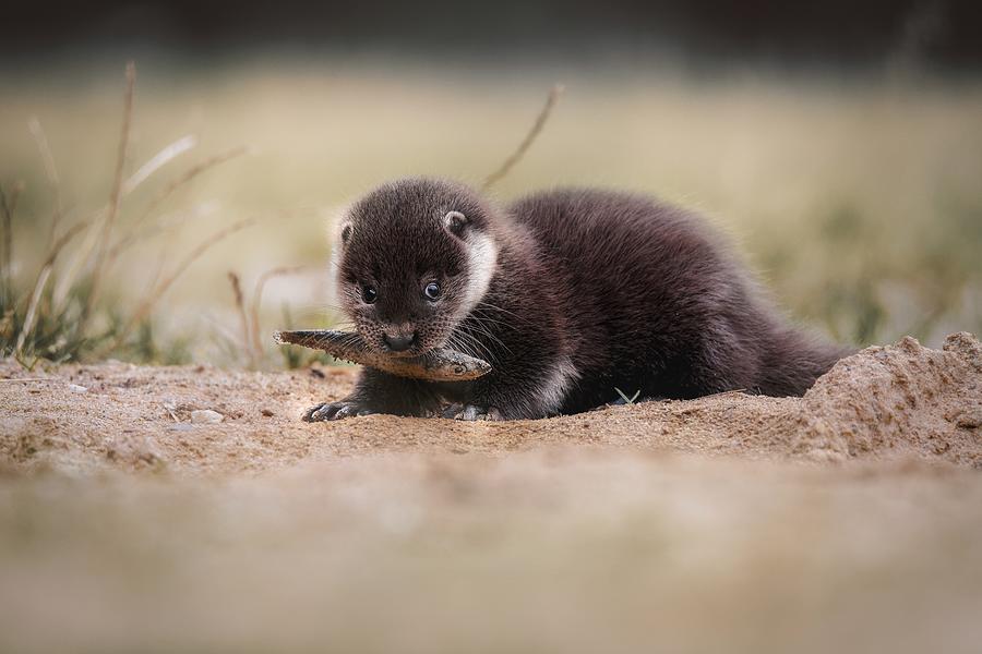 Animal Photograph - Young River Otter by Michaela Fireov