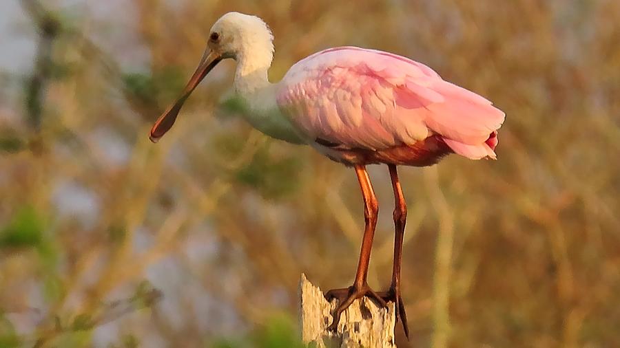 Young Roseate Spoonbill by Betty Berard Young Roseate Spoonbill by Betty Berard