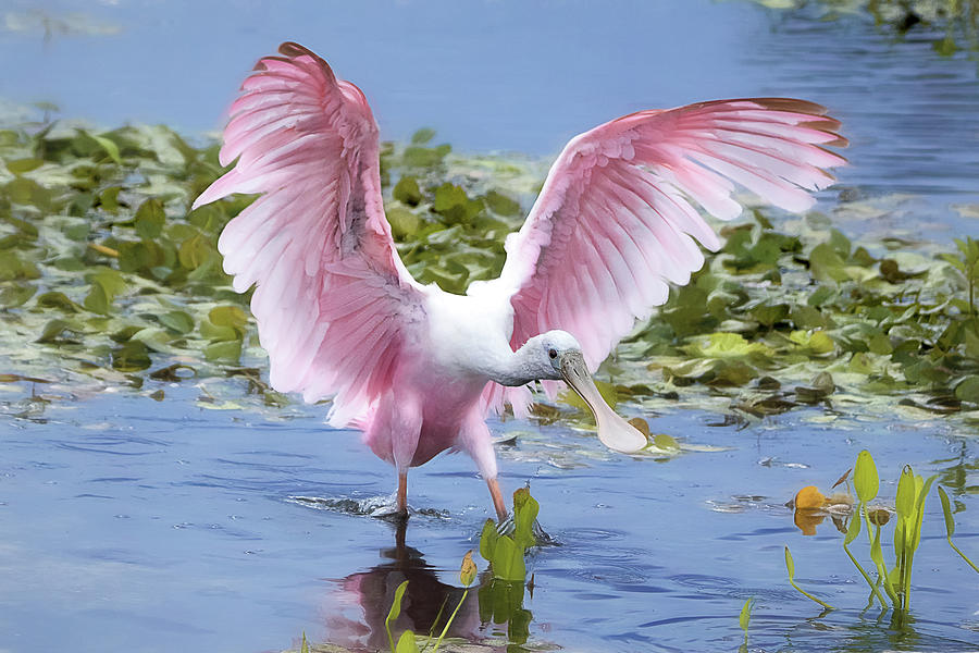 Young Roseate Spoonbill Photograph By Nina Ehmer 