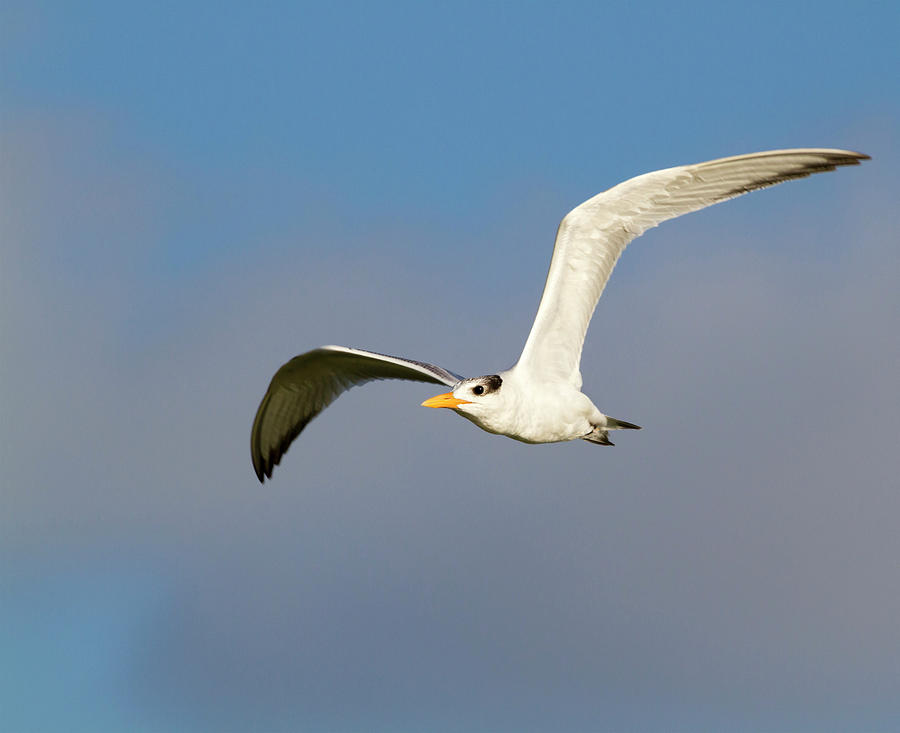 Young Royal Tern Flying Photograph by Ivan Kuzmin