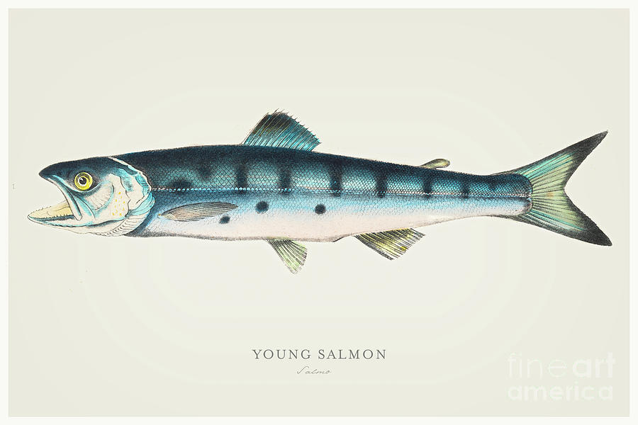 Salmon Digital Art - Young Salmon Illustration 1856 by Thepalmer