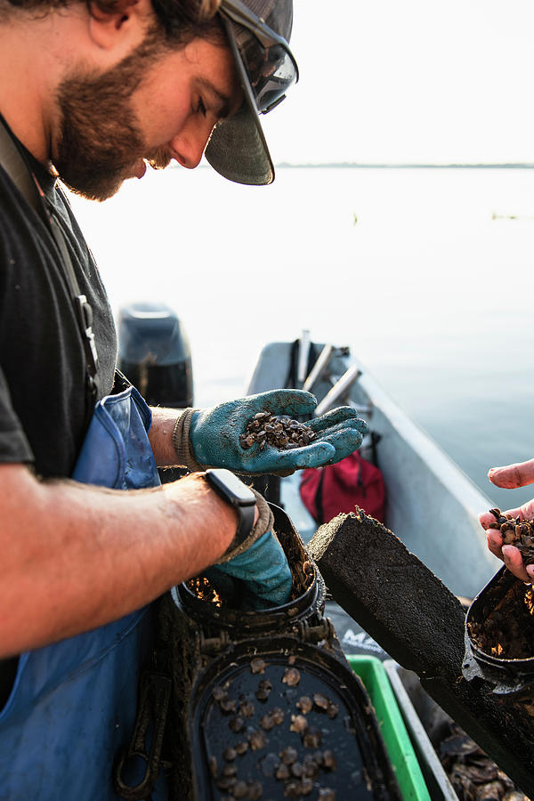Nature Photograph - Young Scallops Being Assessed Before Harvesting On Narragansett Bay by Cavan Images / Cate Brown