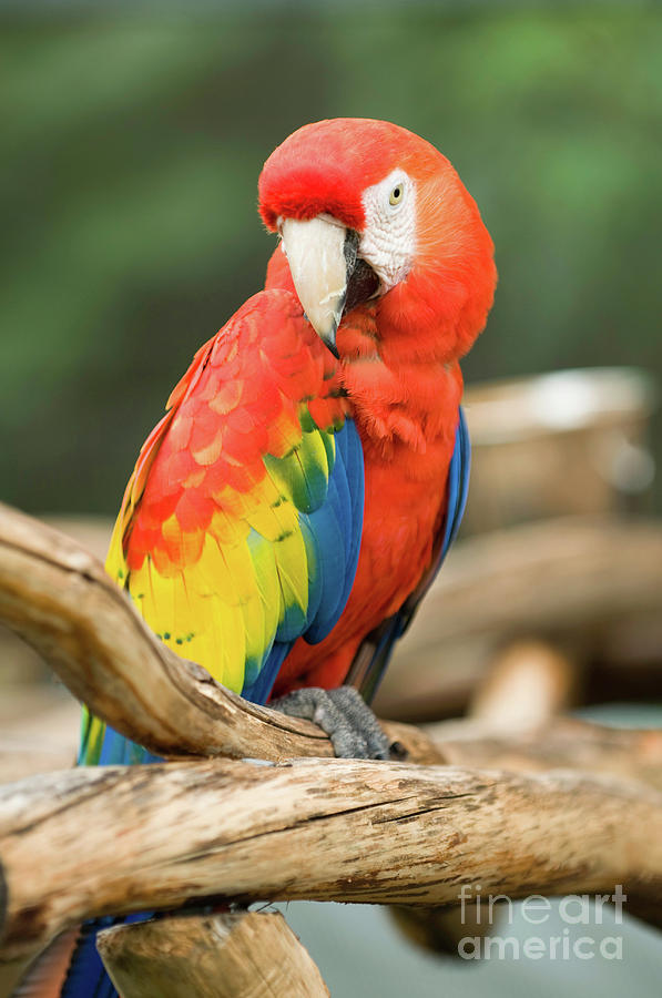 Young Scarlet Macaw Parrot Photograph by Microgen Images/science Photo Library