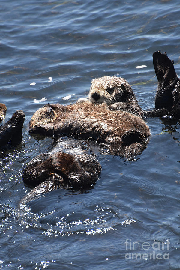 Young Sea Otter Floating on the Stomach of it's Mother Photograph by ...