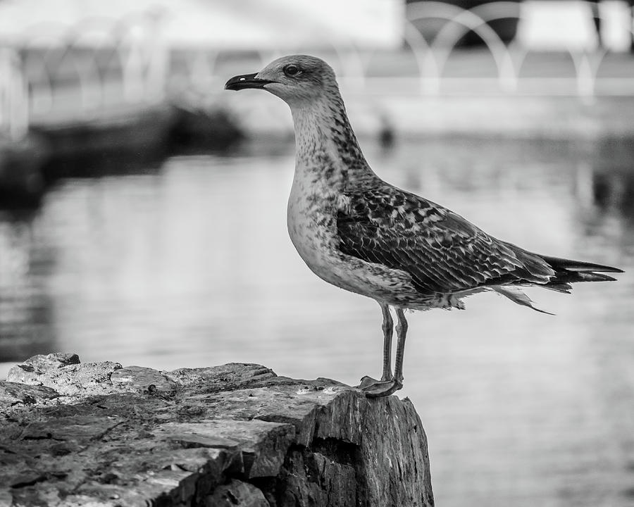 young seagull