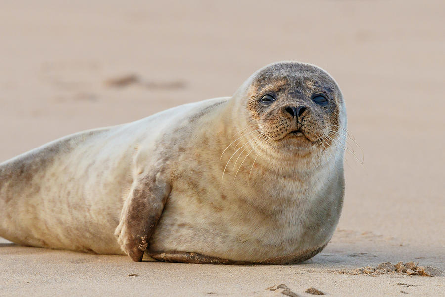 Young seal lying on beach Photograph by Mark Cane - Pixels