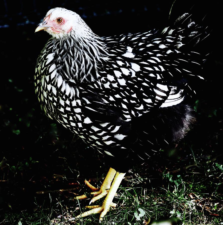 Young Silver Laced Wyandotte Hen Photograph by Alida M Haslett