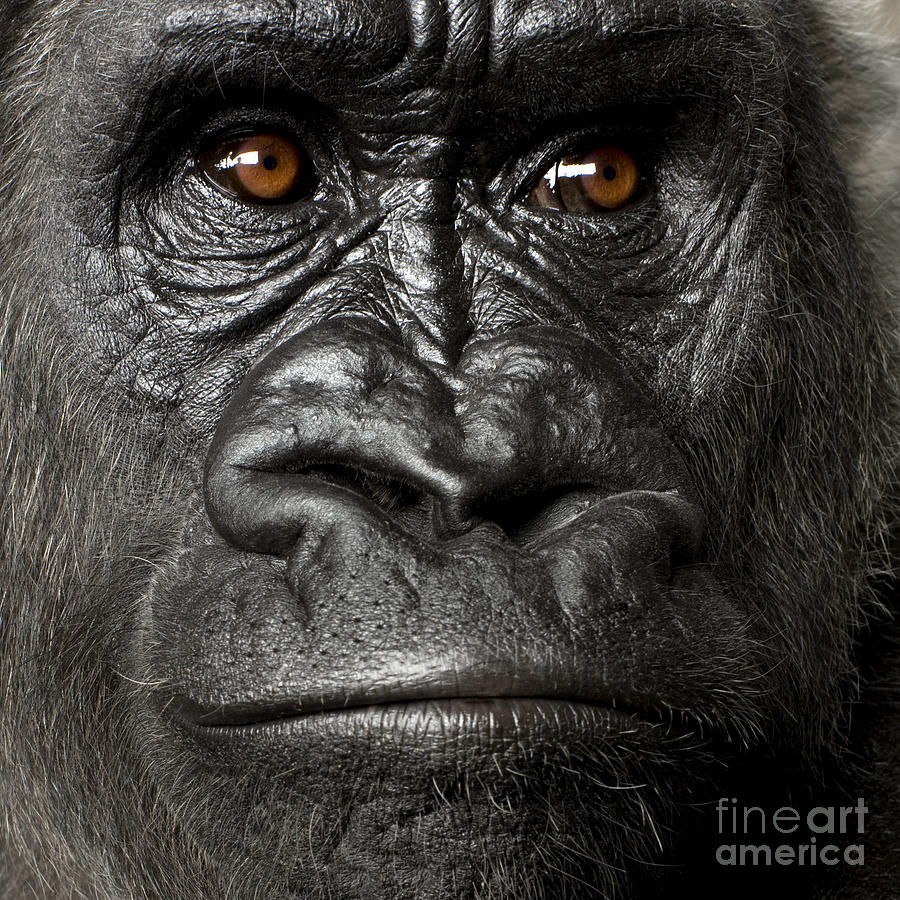 Studio Photograph - Young Silverback Gorilla In Front by Eric Isselee Studio Photograph - Young Silverback Gorilla In Front by Eric Isselee