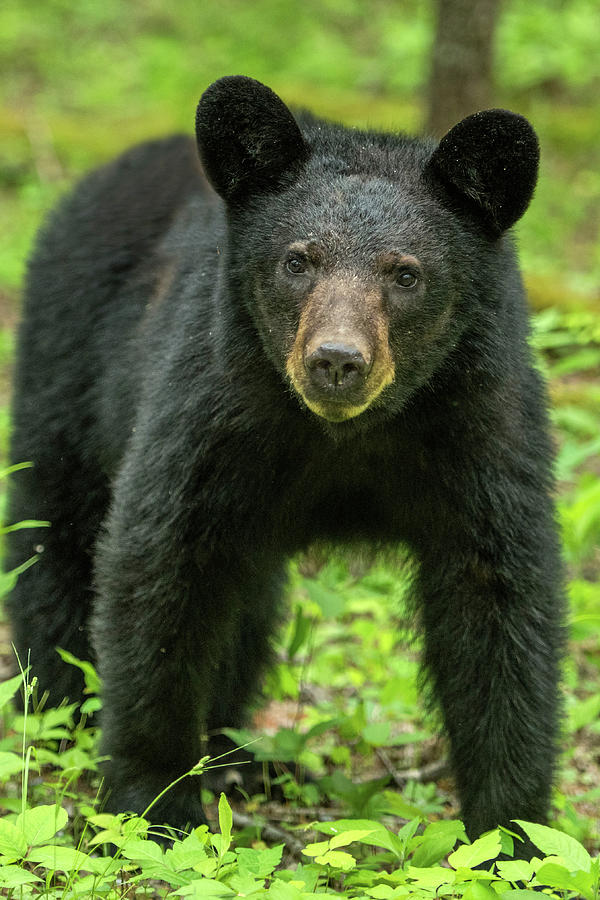 Young Smoky Bear Photograph By Eric Albright - Pixels