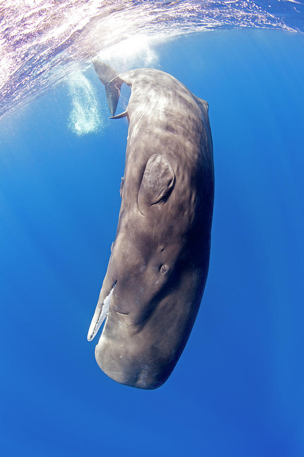 Young Sperm Whale, Dominica, Caribbean Sea, Atlantic Ocean Photograph by Franco Banfi / Naturepl.com