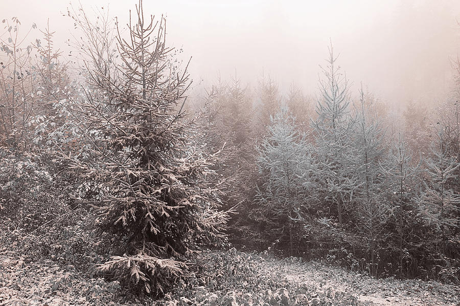 Young Spruce Trees In Misty Woods by Jenny Rainbow 1 Photograph by Jenny Rainbow