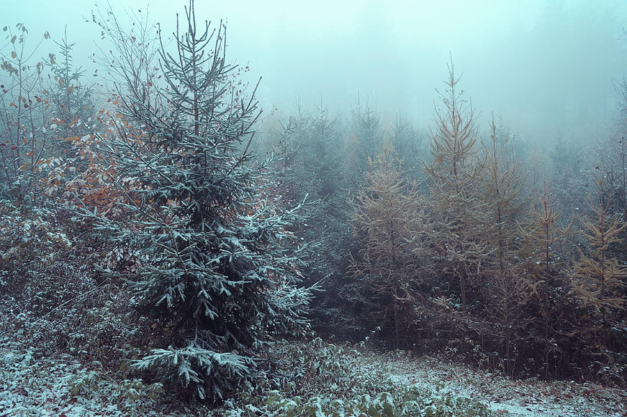 Young Spruce Trees in Misty Woods Photograph by Jenny Rainbow