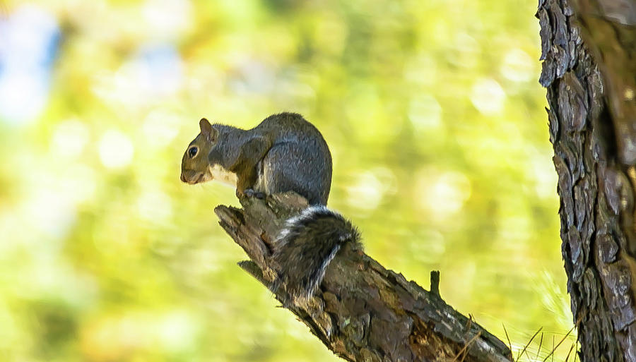 Young Squirrel checking his domain Digital Art by Ed Stines
