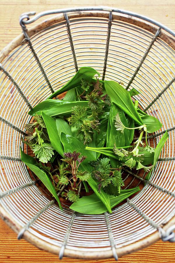 Young Stinging Nettles And Wild Garlic In A Sieve Photograph by Herbert Lehmann