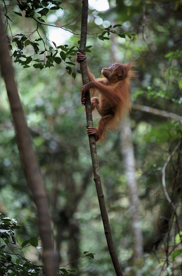 Young Sumatran Orangutan Pongo Abelii Photograph by Art Wolfe