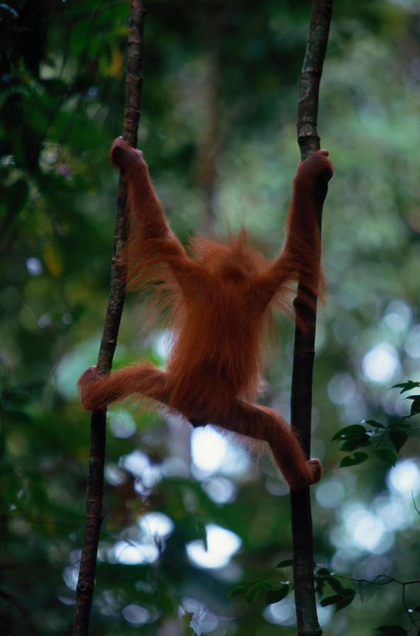 Young Sumatran Orangutan Pongo Pongo Photograph by Art Wolfe