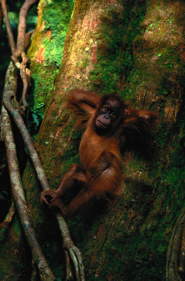 Young Sumatran Organutan Pongo Pongo Photograph by Art Wolfe