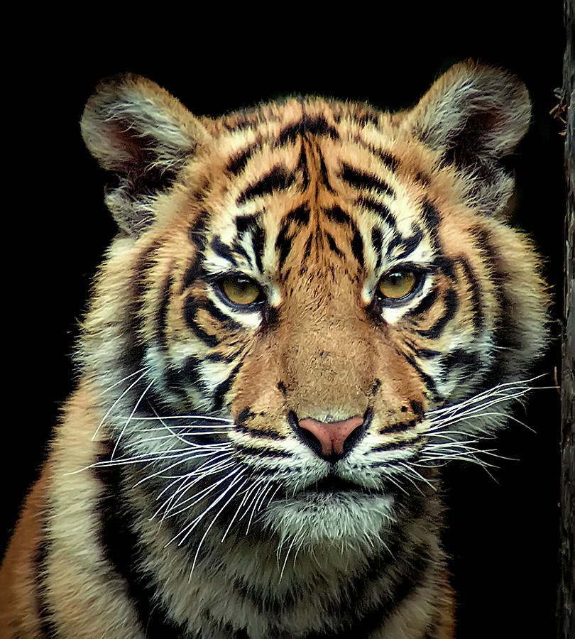 Young Sumatran Tiger Photograph by Photo By Steve Wilson