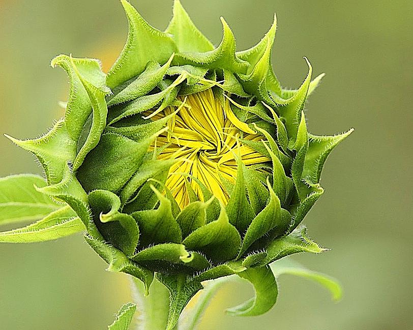 Young Sunflower Bud Photograph by Tina M Daniels   Whiskey Birch Studios