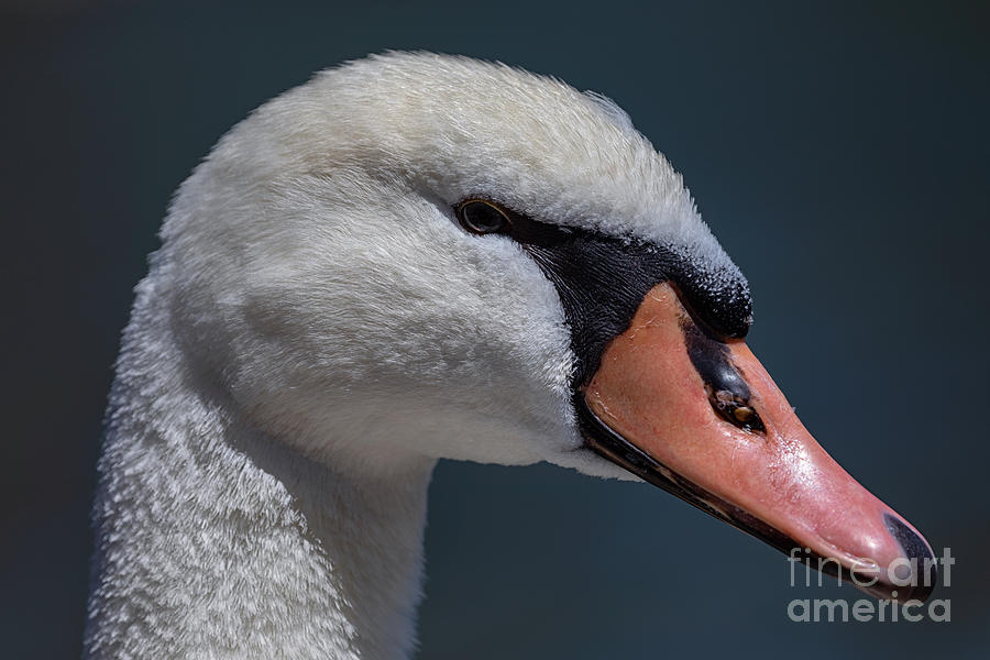 Young Swan Photograph by Alma Danison