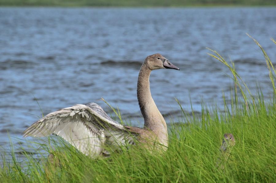 Young Swan Photograph by Dara Buckley | Fine Art America