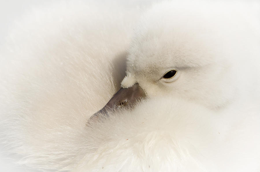 Young Swan Photograph by René Vos