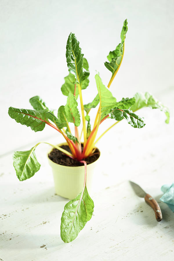 Young Swiss Chard In A Pot Photograph by Oliver Brachat