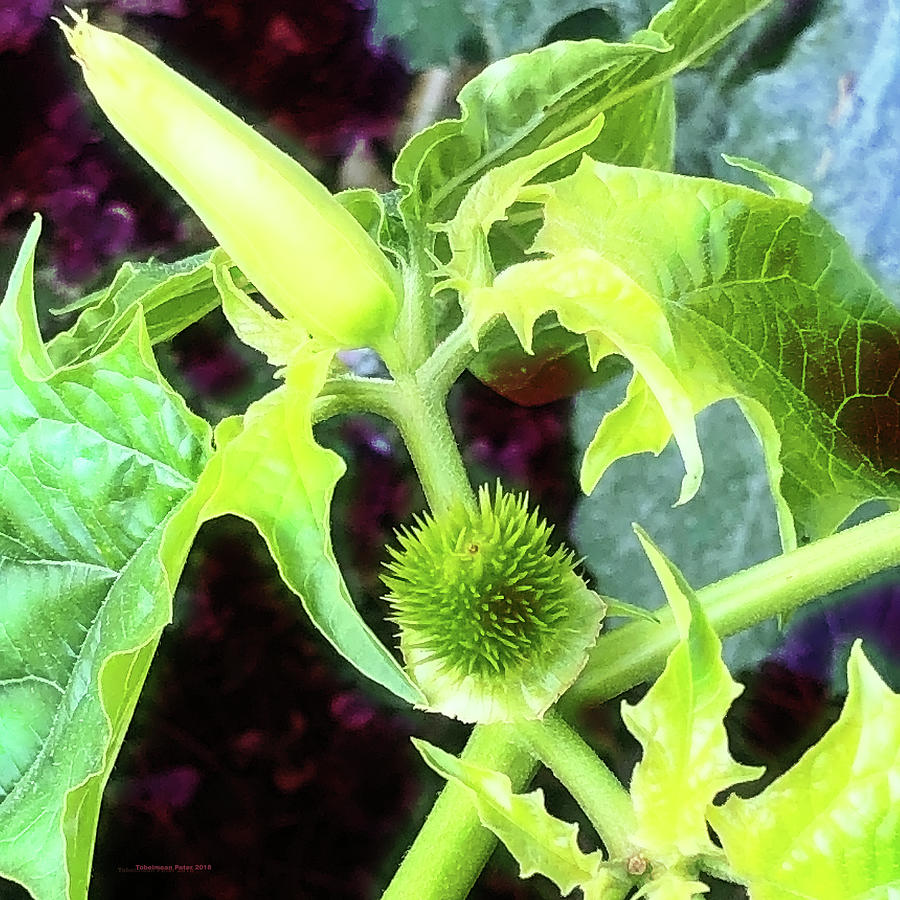 Young Thorn Apple by Tobeimean Peter Young Thorn Apple by Tobeimean Peter
