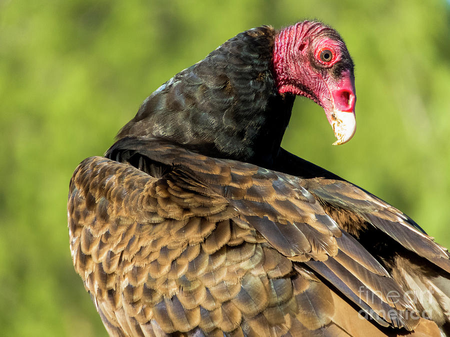 Young Turkey Vulture Photograph