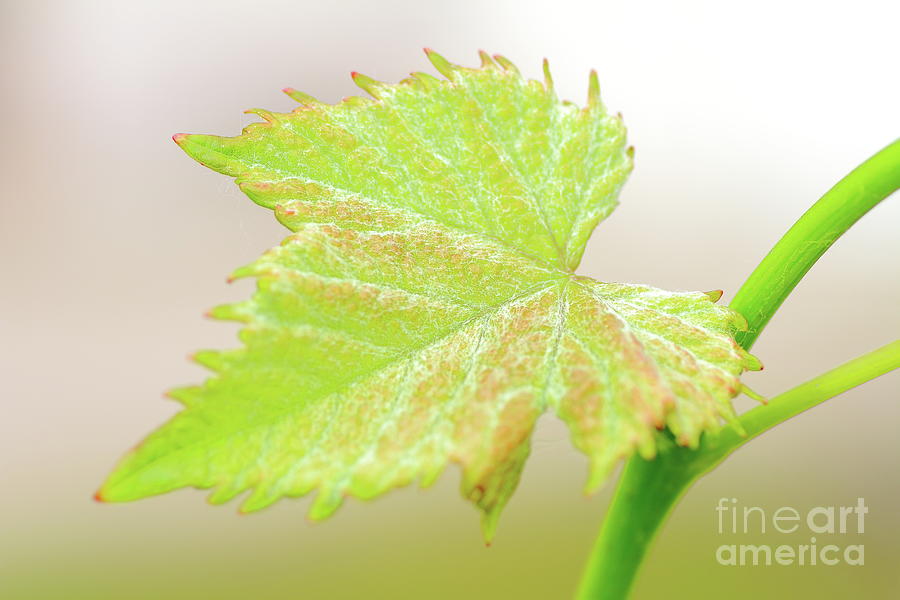 Nature Photograph - Young vine leaf by Gregory DUBUS