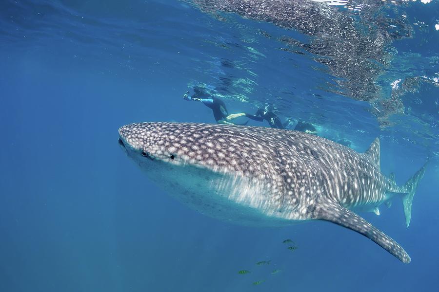 Young Whale Shark Photograph by Michael S. Nolan - Fine Art America